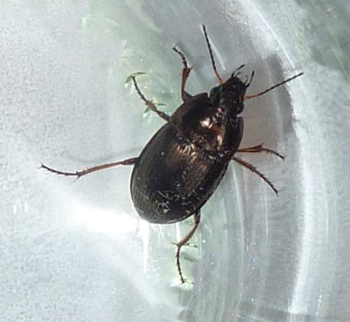 Amara sp.