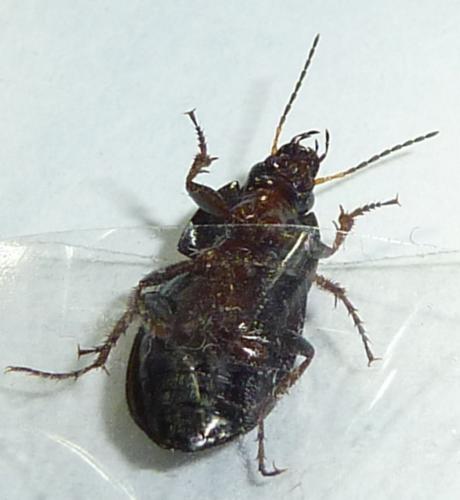 Amara sp.