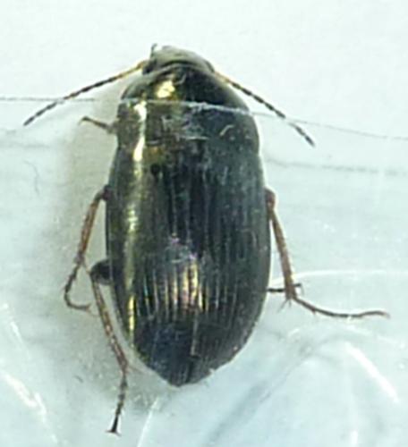 Amara sp.