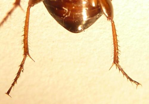 Réf. 76 892 : Amara sp.