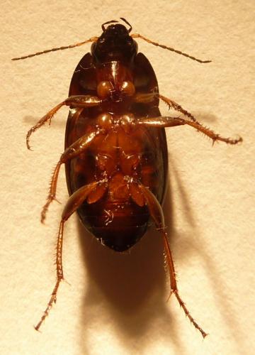 Réf. 76 891 : Amara sp.
