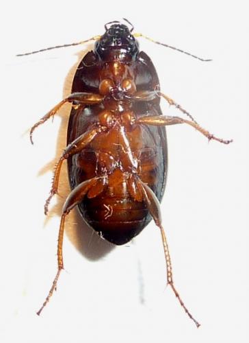 Amara sp.