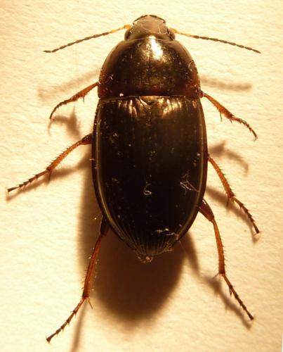 Amara sp.