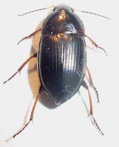 Amara sp.