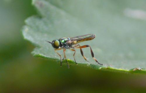 Réf. 76 972 : Chorisops sp.