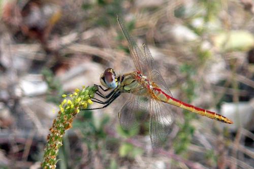 Sympetrum fonscolombii