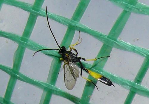 Réf. 76 120 : Dusona sp.