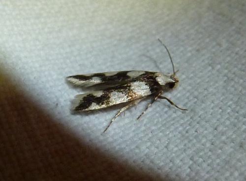 Pseudotelphusa tessella