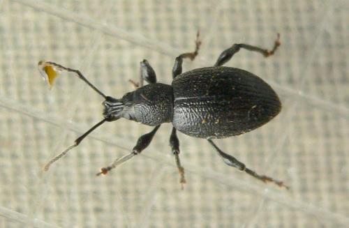 Réf. 76 116 : Otiorhynchus meridionalis