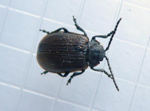 Galeruca pomonae