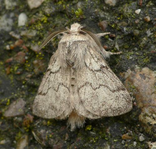 Réf. 76 935 : Trichiura crataegi