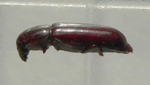 Corticeus unicolor