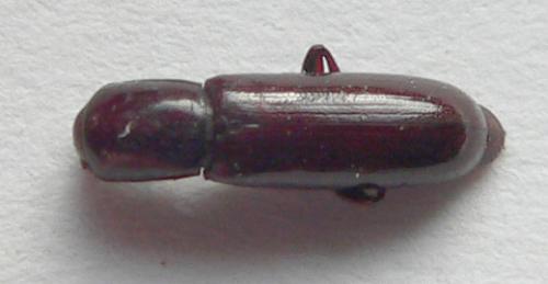 Réf. 76 978 : Corticeus unicolor
