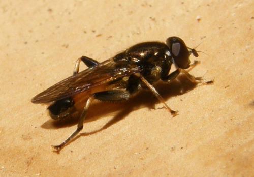 Réf. 76 583 : Xylota segnis