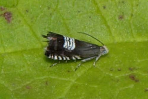 Réf. 76 864 : Grapholita compositella