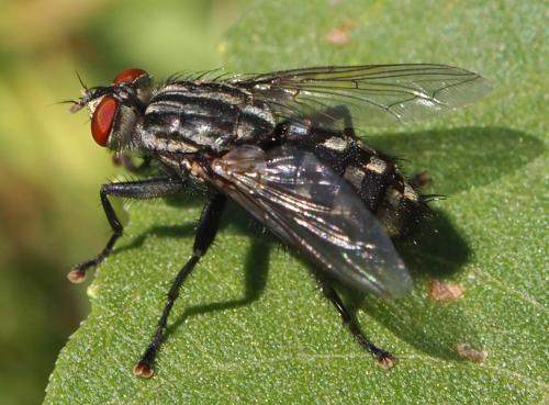 Sarcophaga sp.