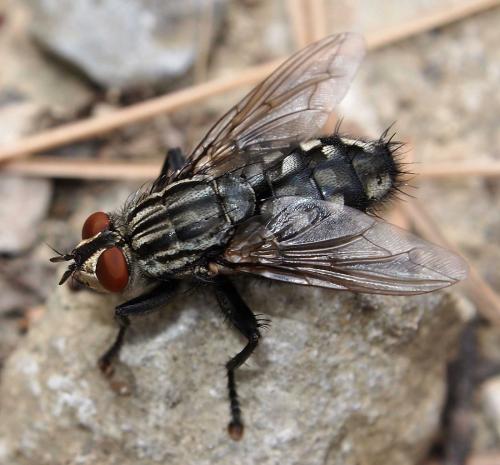 Sarcophaga sp.