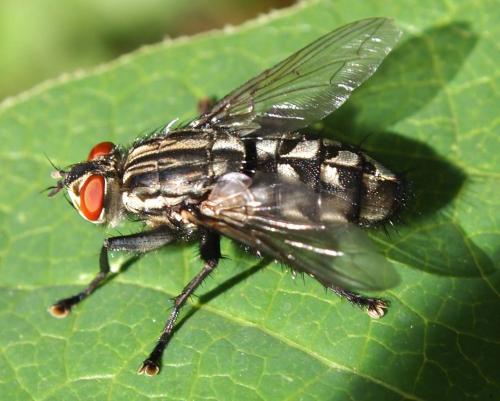 Sarcophaga sp.