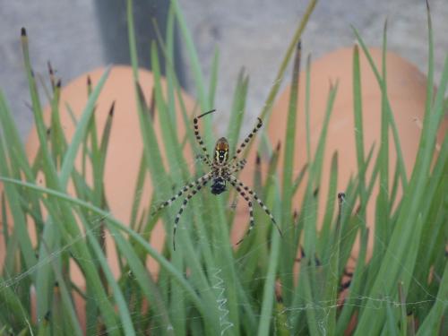 Réf. 76 169 : Argiope trifasciata