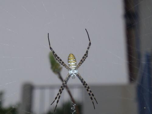 Réf. 76 170 : Argiope trifasciata
