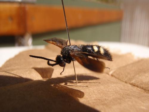 Scolia sexmaculata