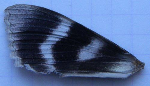 Catocala nupta