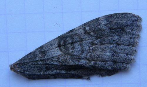 Réf. 76 580 : Catocala nupta