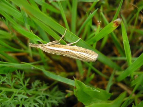 Agriphila tristella