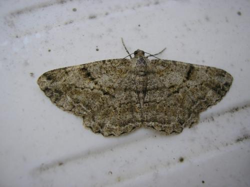 Réf. 76 774 : Peribatodes rhomboidaria