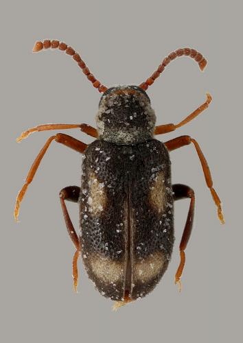 Réf. 76 001 : Phytobaenus amabilis