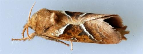 Triodia sylvina