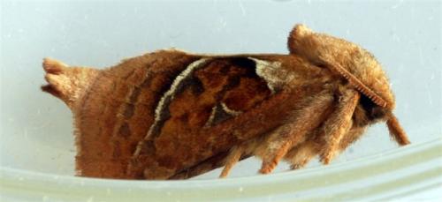 Triodia sylvina