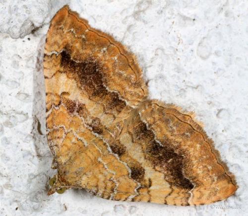 Réf. 76 487 : Camptogramma bilineata