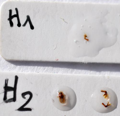 Holcostethus evae