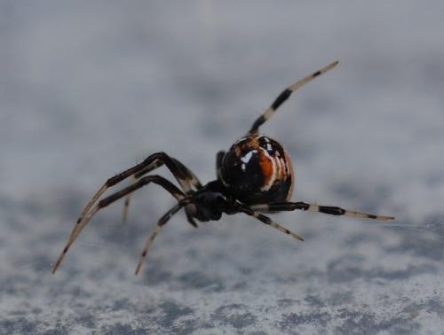 Parasteatoda lunata