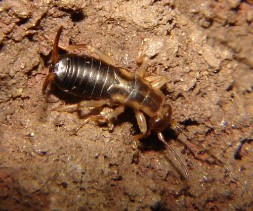 Forficula auricularia