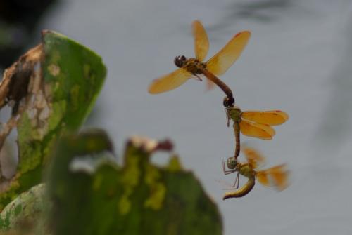Perithemis mooma