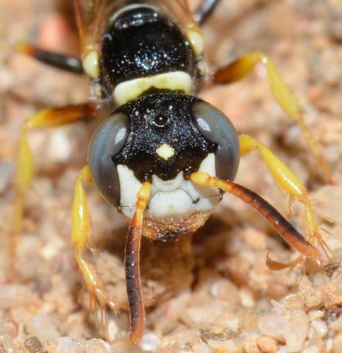 Philanthus pulchellus