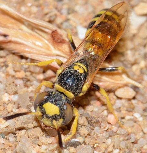Philanthus pulchellus