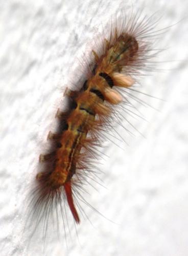 Réf. 76 902 : Calliteara pudibunda