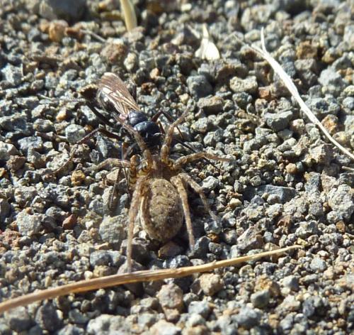 Réf. 76 102 : Cryptocheilus fabricii