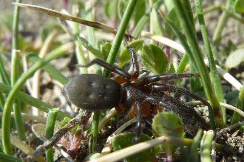 Gnaphosa bicolor