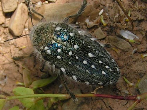 Réf. 76 099 : Julodis manipularis