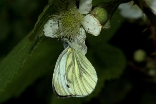 Pieris napi