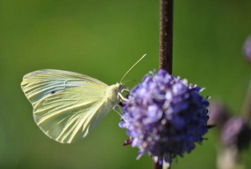 Pieris rapae