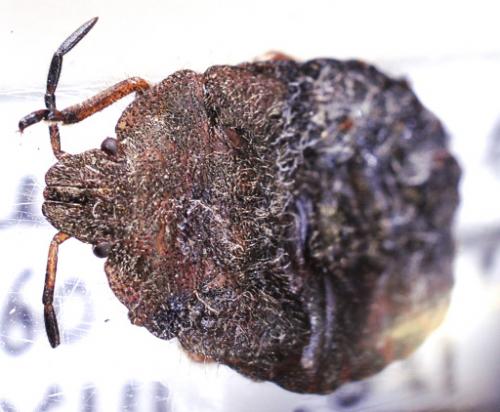 Dolycoris baccarum