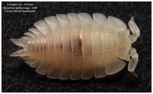 Platyarthrus hoffmannseggii