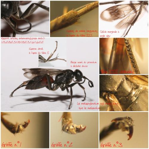 Priocnemis hyalinata