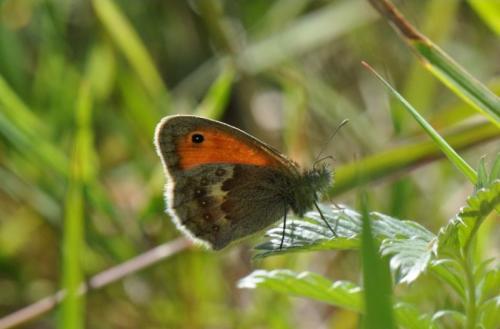 Réf. 76 004 : Coenonympha pamphilus