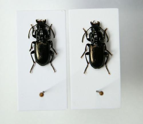 Pterostichus xatartii